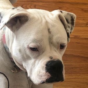 Meet your Posher, Jasmine